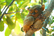 The world's smallest primate, the tarsier